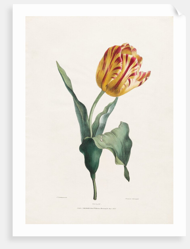 Tulip by Valentine Bartholomew