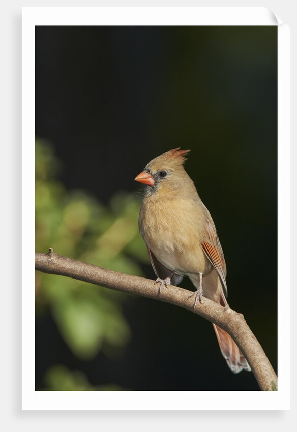 Northern Cardinal by Anonymous