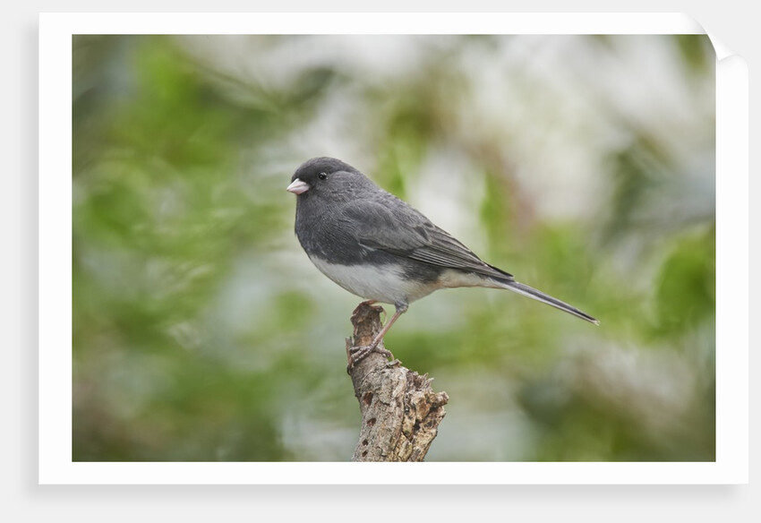 Dark-eyed Junco by Anonymous