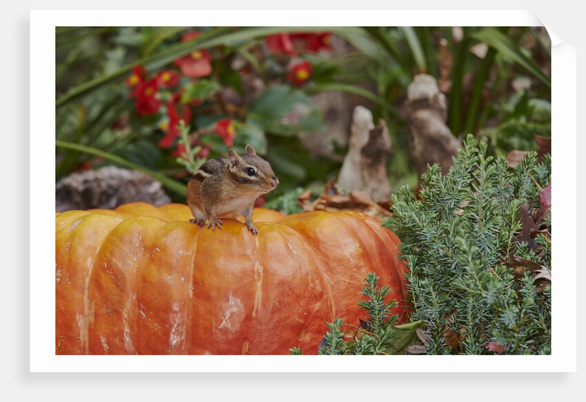 Eastern American chipmunk on pumpkin by Anonymous