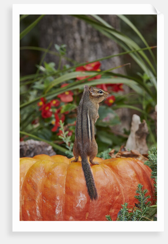 Eastern American chipmunk on pumpkin by Anonymous