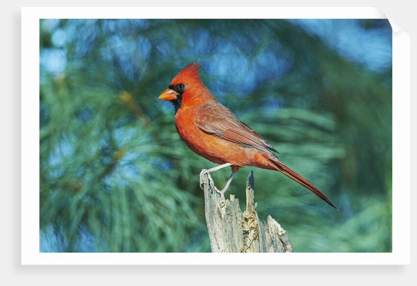 Northern Cardinal by Anonymous