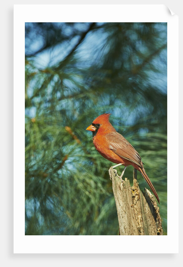 Northern Cardinal by Anonymous