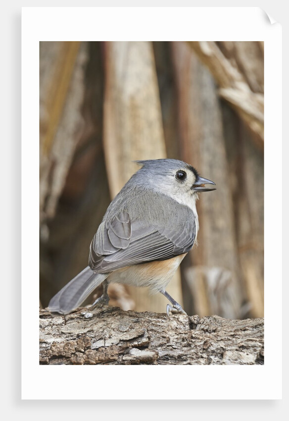 Tufted Titmouse by Anonymous