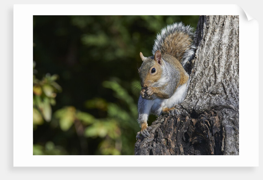 Grey Squirrel by Anonymous