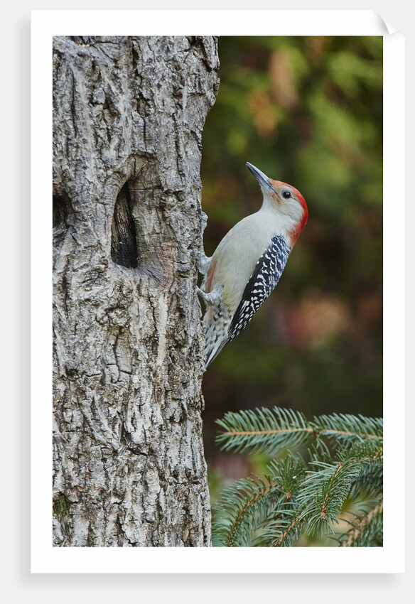 Red-bellied Woodpecker by Anonymous
