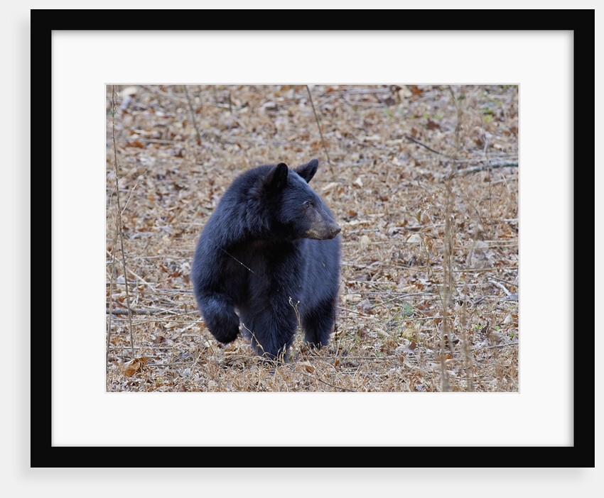 American Black Bear by Anonymous