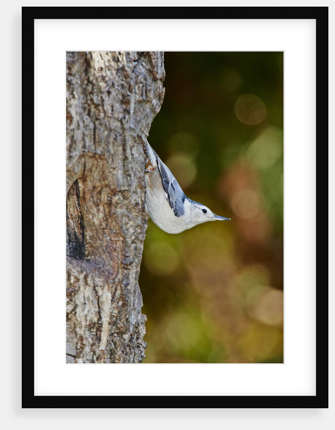 White-breasted Nuthatch by Anonymous