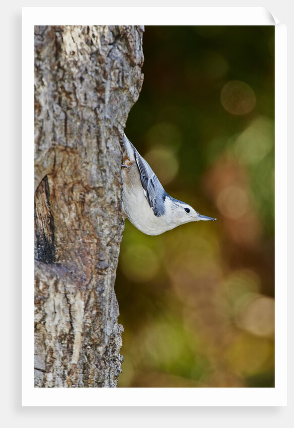 White-breasted Nuthatch by Anonymous