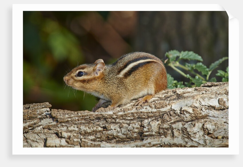 Eastern American chipmunk by Anonymous