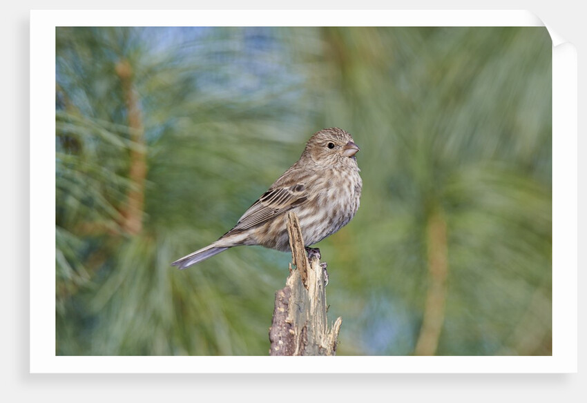 House Finch by Anonymous
