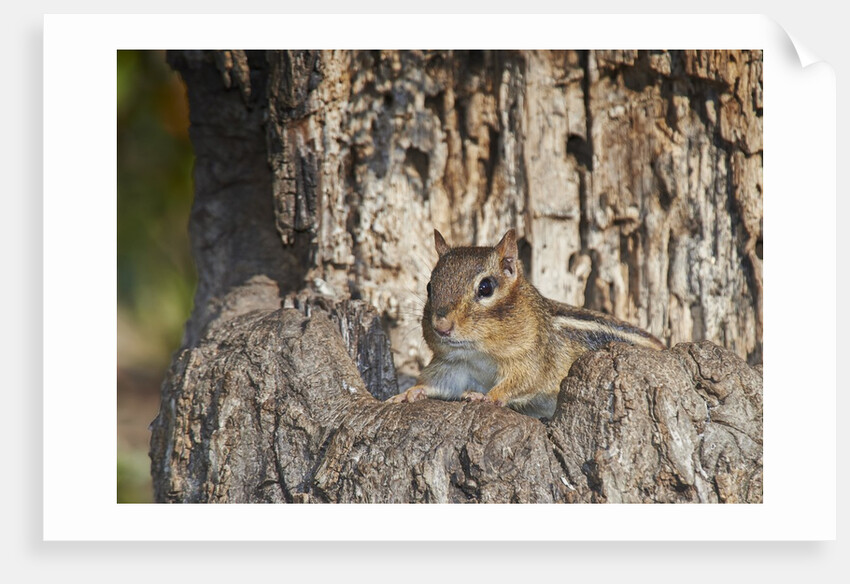 Eastern American chipmunk by Anonymous