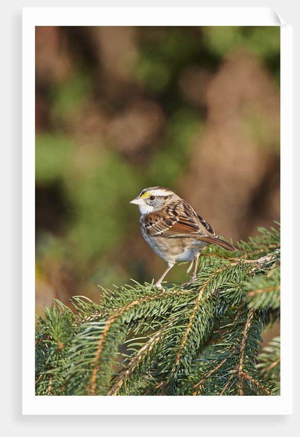 White-throated Sparrow by Anonymous