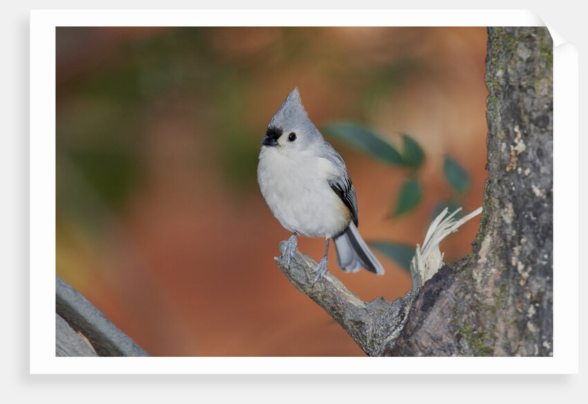 Tufted Titmouse by Anonymous
