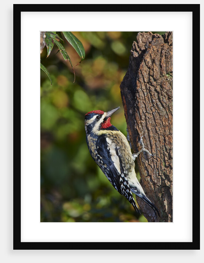 Yellow-beilled Sapsucker by Anonymous