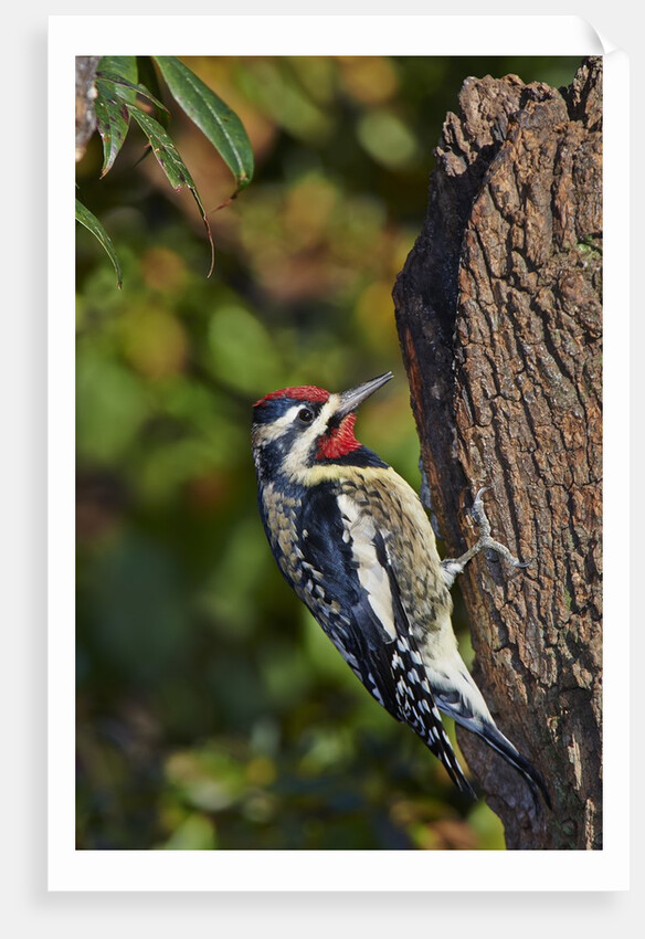Yellow-beilled Sapsucker by Anonymous