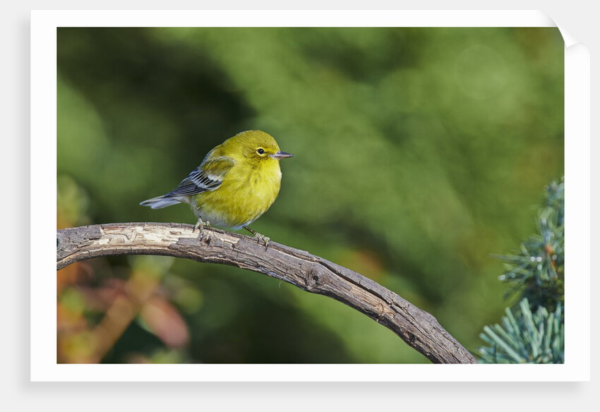 Pine Warbler by Anonymous