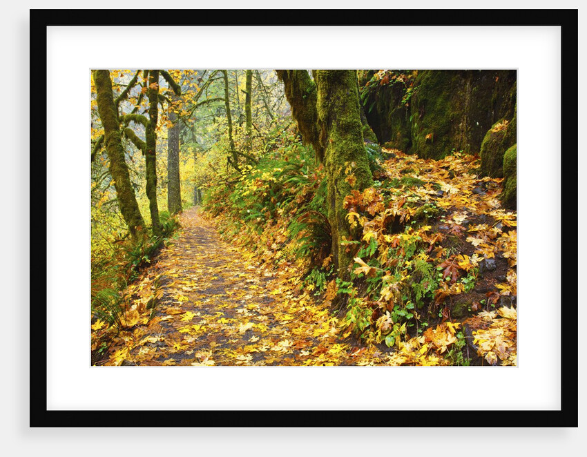 fall colors add beauty trail, Silver Falls State Park, Oregon by Anonymous