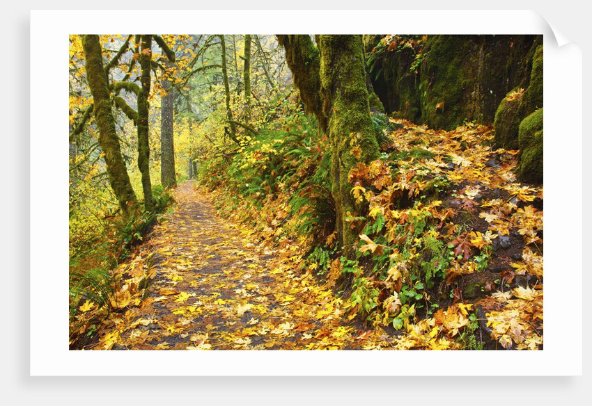 fall colors add beauty trail, Silver Falls State Park, Oregon by Anonymous