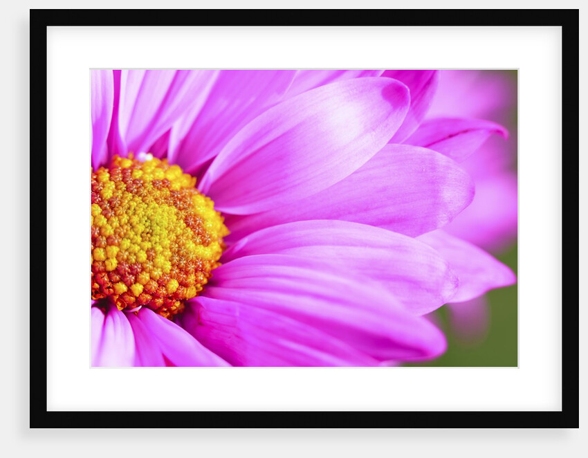 Close-up of wildflower by Anonymous