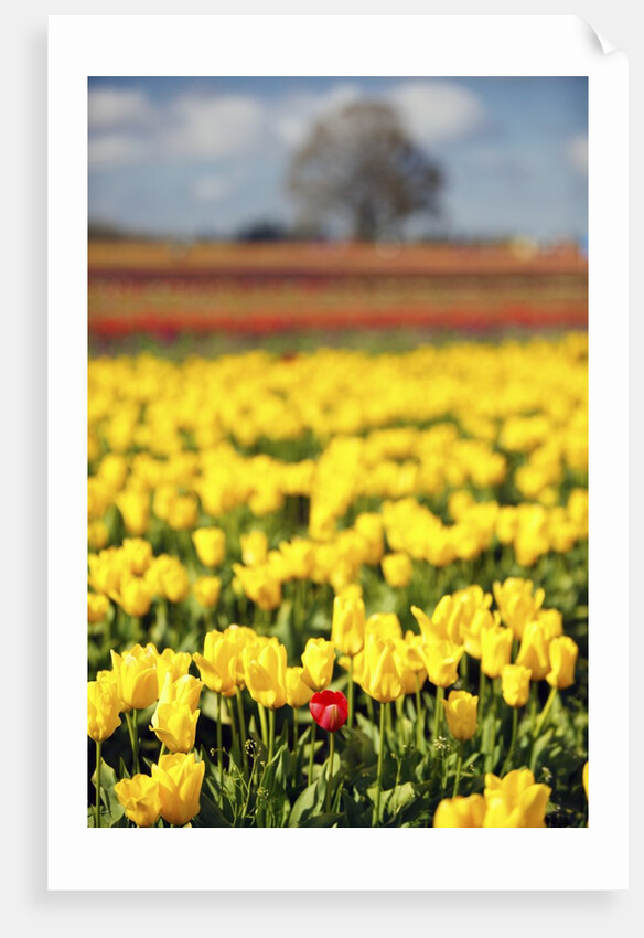 Yellow tulip field by Anonymous