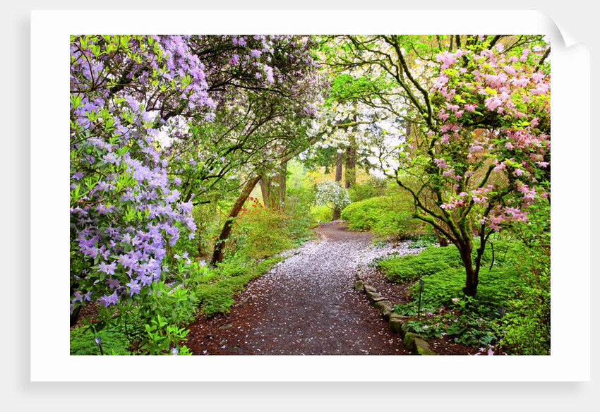 Spring flowers in Crystal Springs Rhododendron Garden, Portland, Oregon, USA by Anonymous