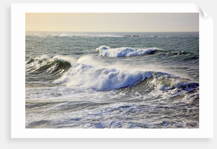 Winter storm waves crash on headline at Shore Aceres State Park, Oregon, USA by Anonymous