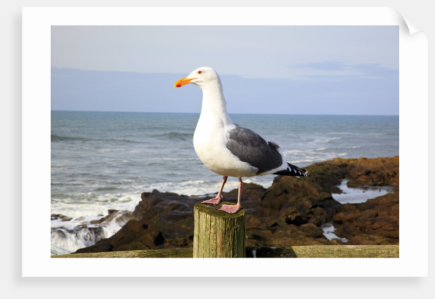 Seagull at Boiler Bay, Oregon, USA by Anonymous