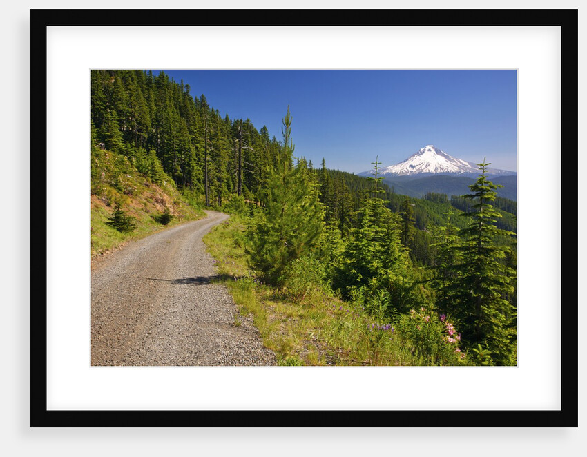 Mt. Hood from Mt. Hood National Forest. Oregon, USA by Anonymous