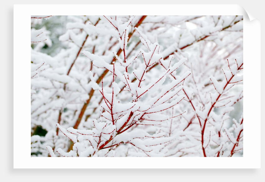 Snow on tree by Anonymous