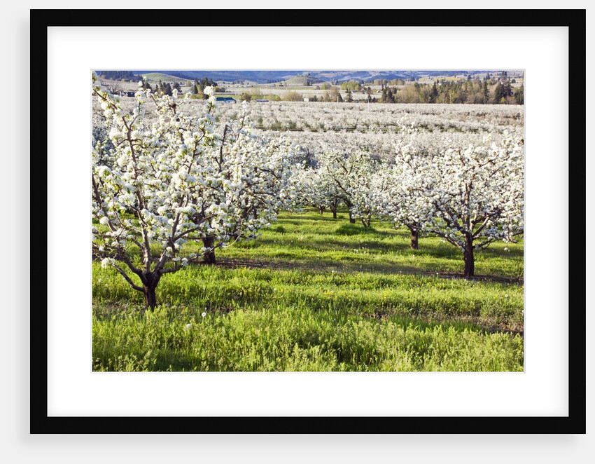 Blossoms in orchard by Anonymous