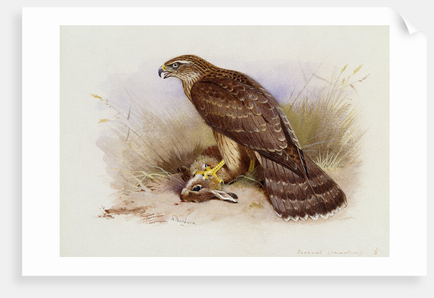 Goshawk by Archibald Thorburn