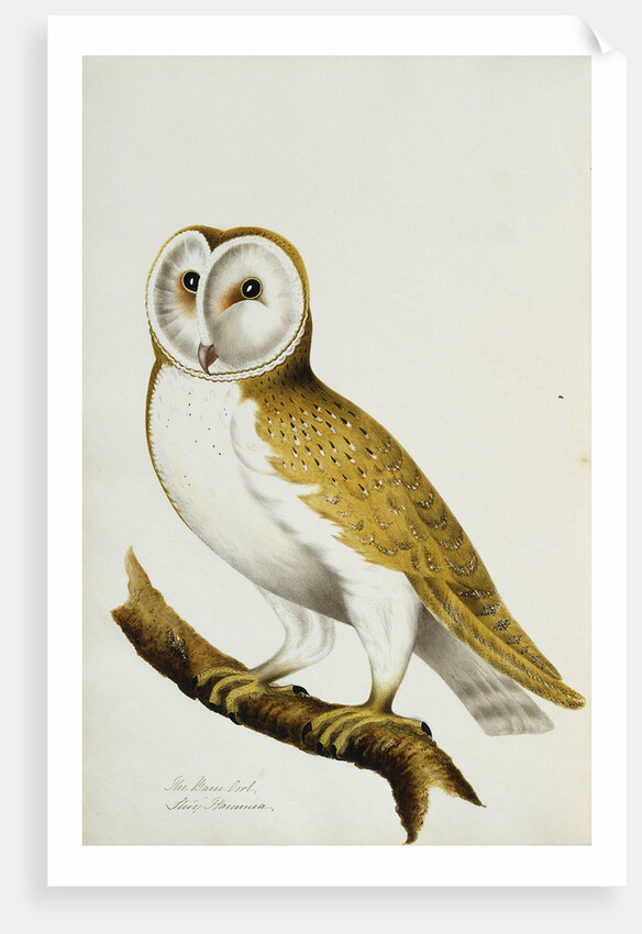 A Barn Owl, part of An Album of Watercolours of Birds and Their Eggs by Anonymous
