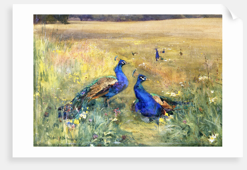 Peacocks in a Field by Mildred Anne Butler