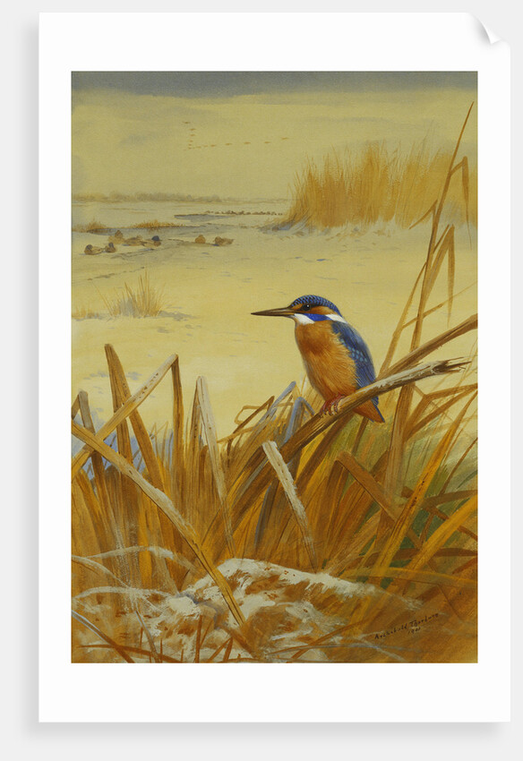 A Kingfisher Amongst Reeds in Winter by Archibald Thorburn