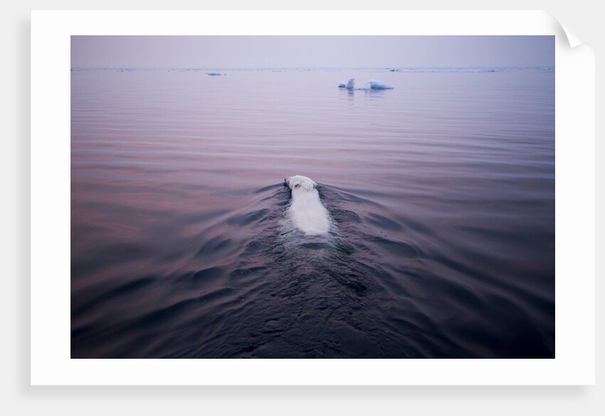 Polar Bear, Hudson Bay, Canada by Anonymous