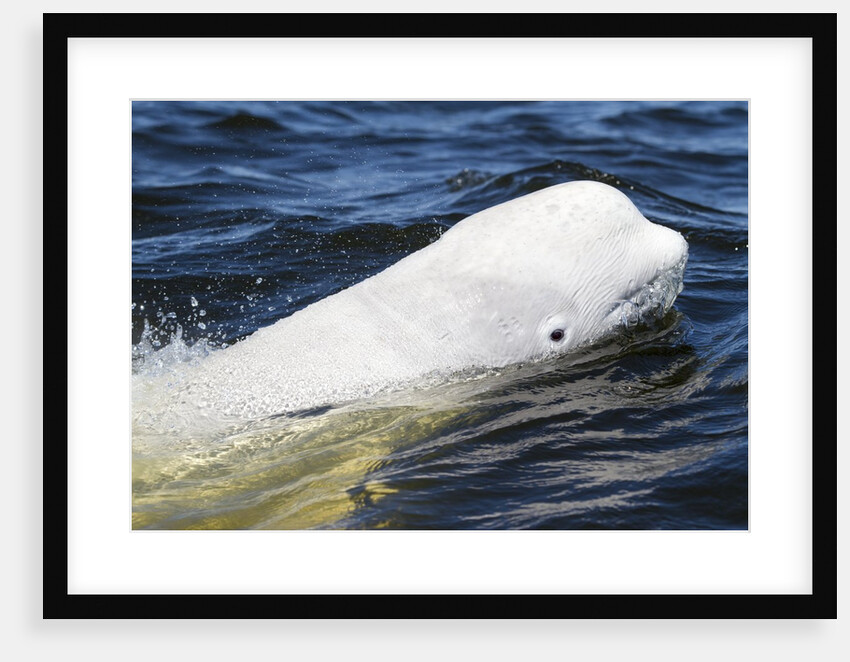 Beluga Whale, Hudson Bay, Canada by Anonymous