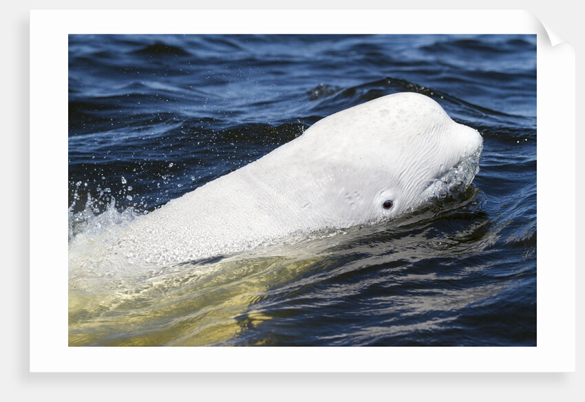 Beluga Whale, Hudson Bay, Canada by Anonymous