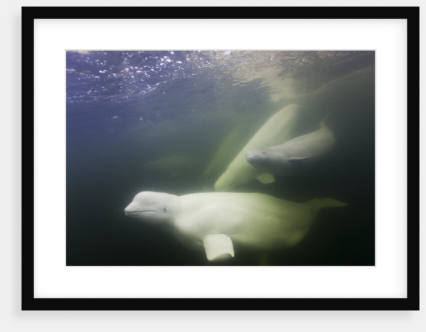 Beluga Whale, Hudson Bay, Canada by Anonymous