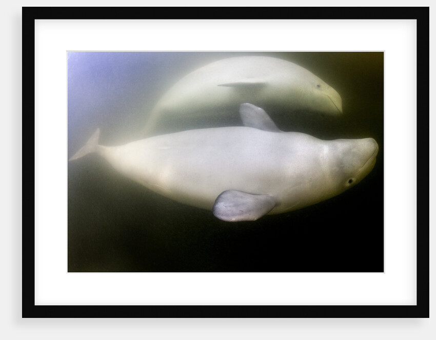 Beluga Whale, Hudson Bay, Canada by Anonymous
