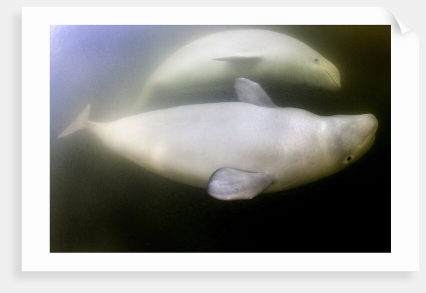 Beluga Whale, Hudson Bay, Canada by Anonymous