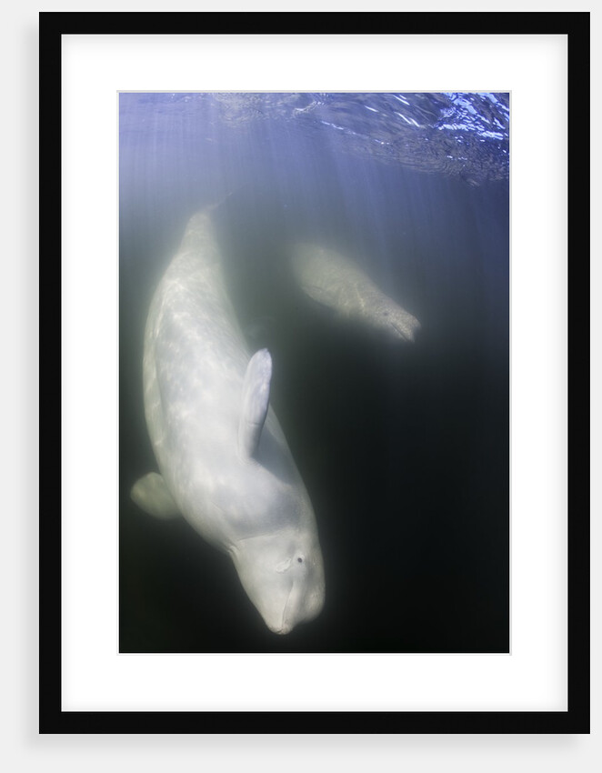 Beluga Whale, Hudson Bay, Canada by Anonymous