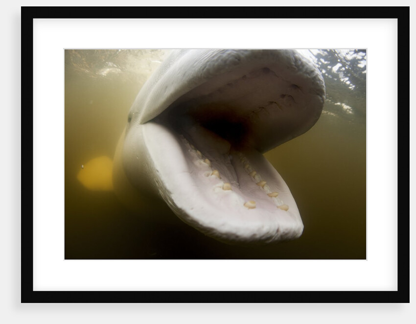 Beluga Whale, Hudson Bay, Canada by Anonymous
