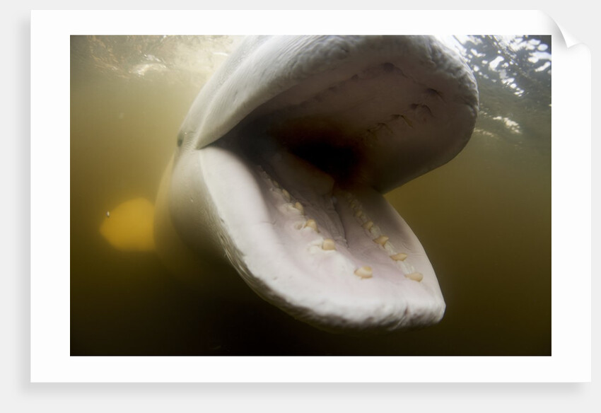 Beluga Whale, Hudson Bay, Canada by Anonymous