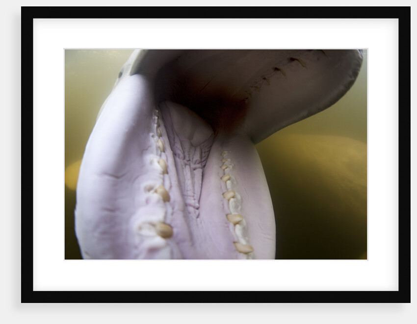 Beluga Whale, Hudson Bay, Canada by Anonymous