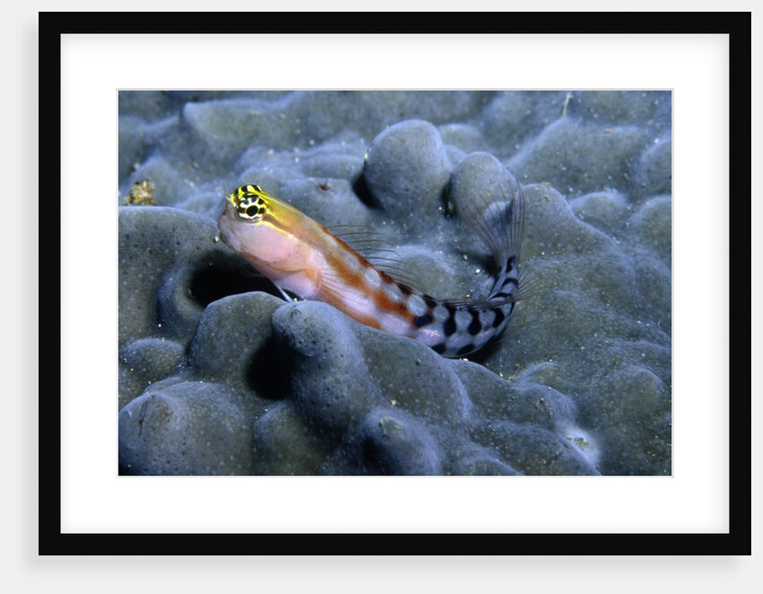 Comical Blenny by Anonymous