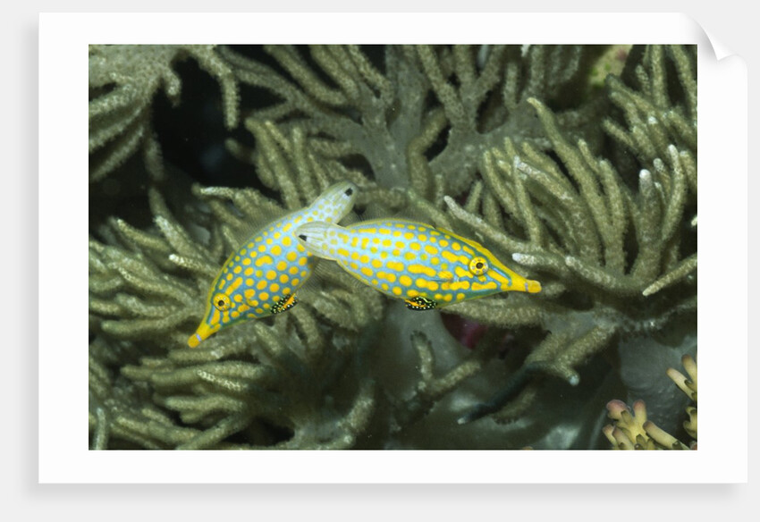 Pair of Longnose Filefish by Anonymous