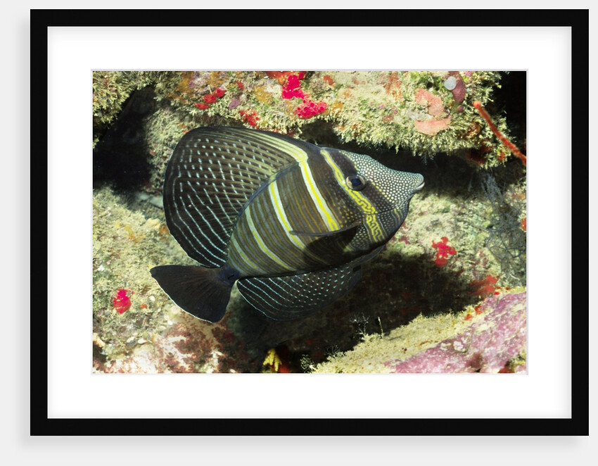 Pacific Sailfin Tang by Anonymous