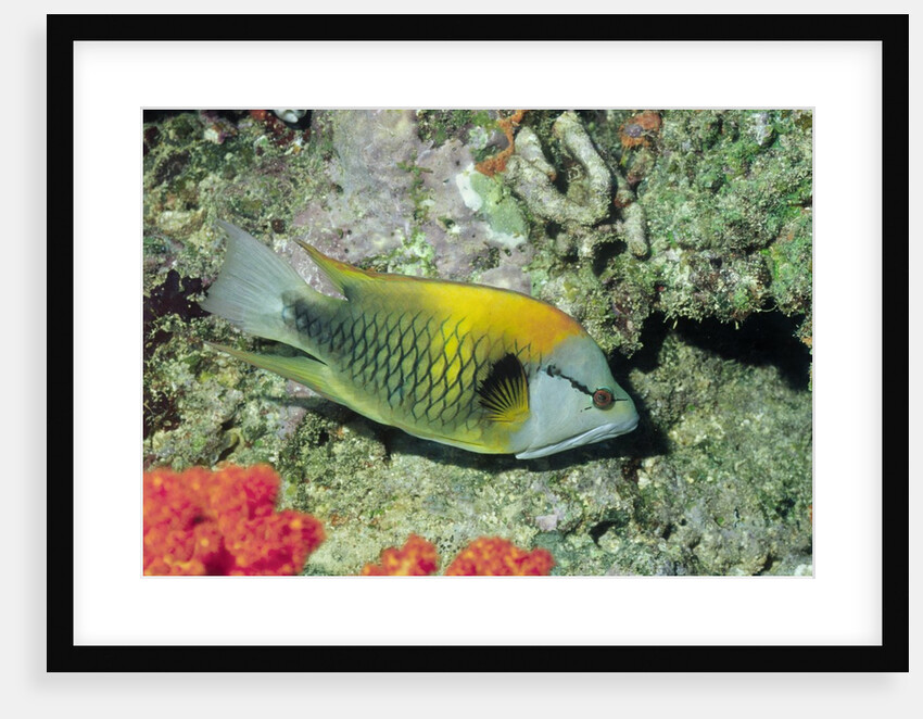 Slingjaw Wrasse by Anonymous
