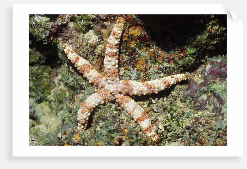 Warty Sea Star by Anonymous